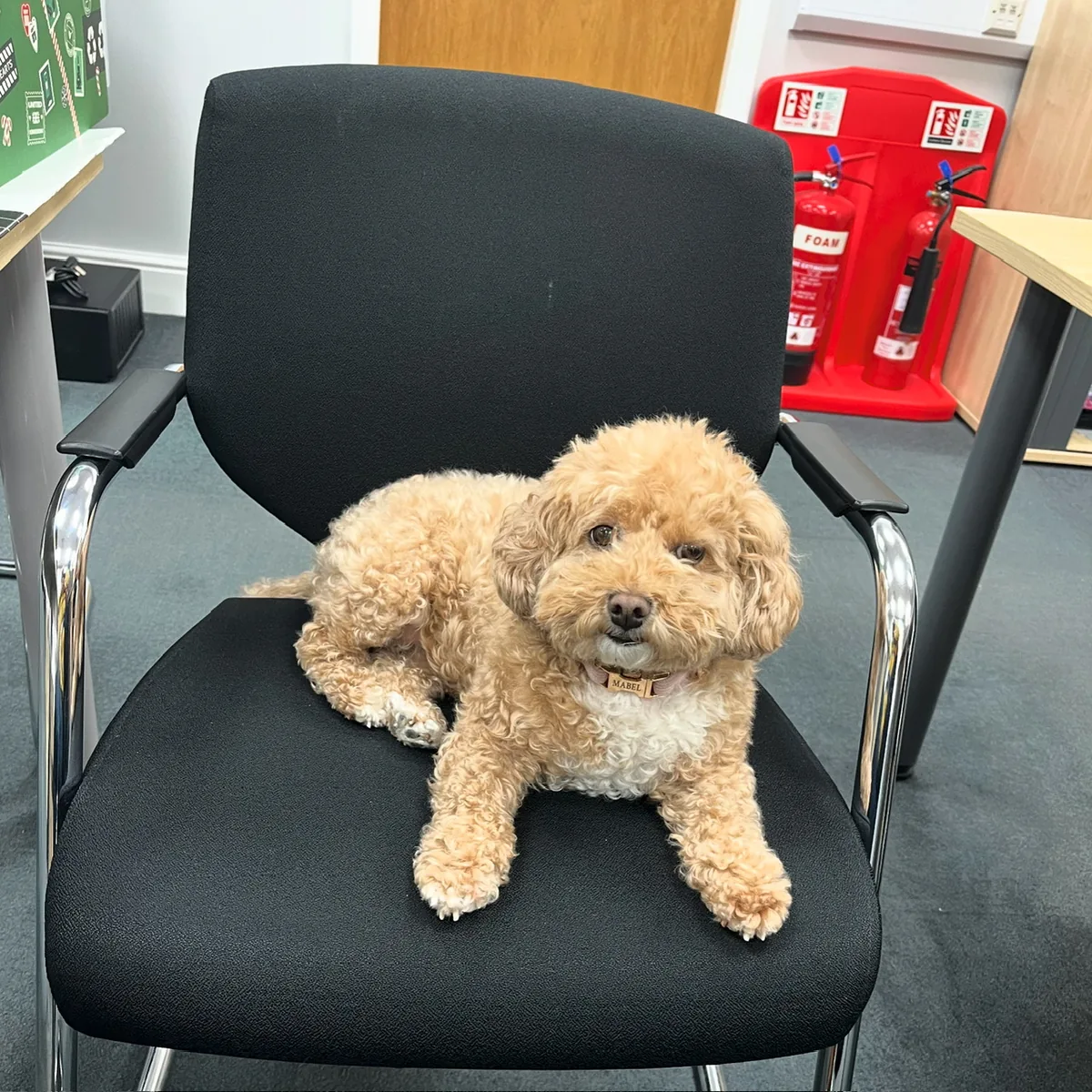 Picture for the article: How Mabel The DIG Dog Brings Calm And Mental Well-being To The Team